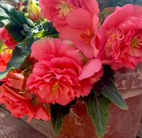 Flowers with layered petals grow in pots on a wooden surface, with a greenhouse structure visible in the background.