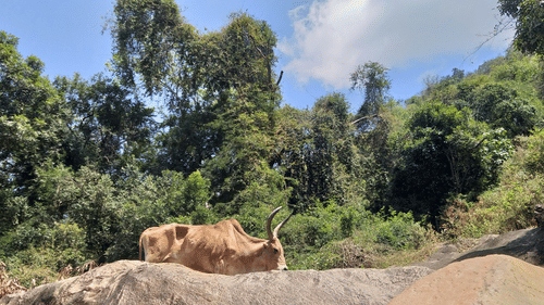 A cow walking on a rock in Thirumoorthy Hills near Pollachi.