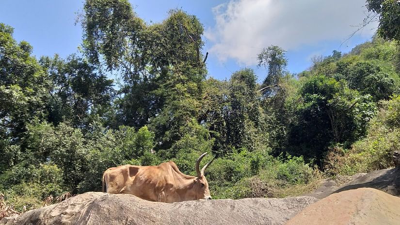 a cow walking on a rock in Thirumoorthy Hills near Pollachi
