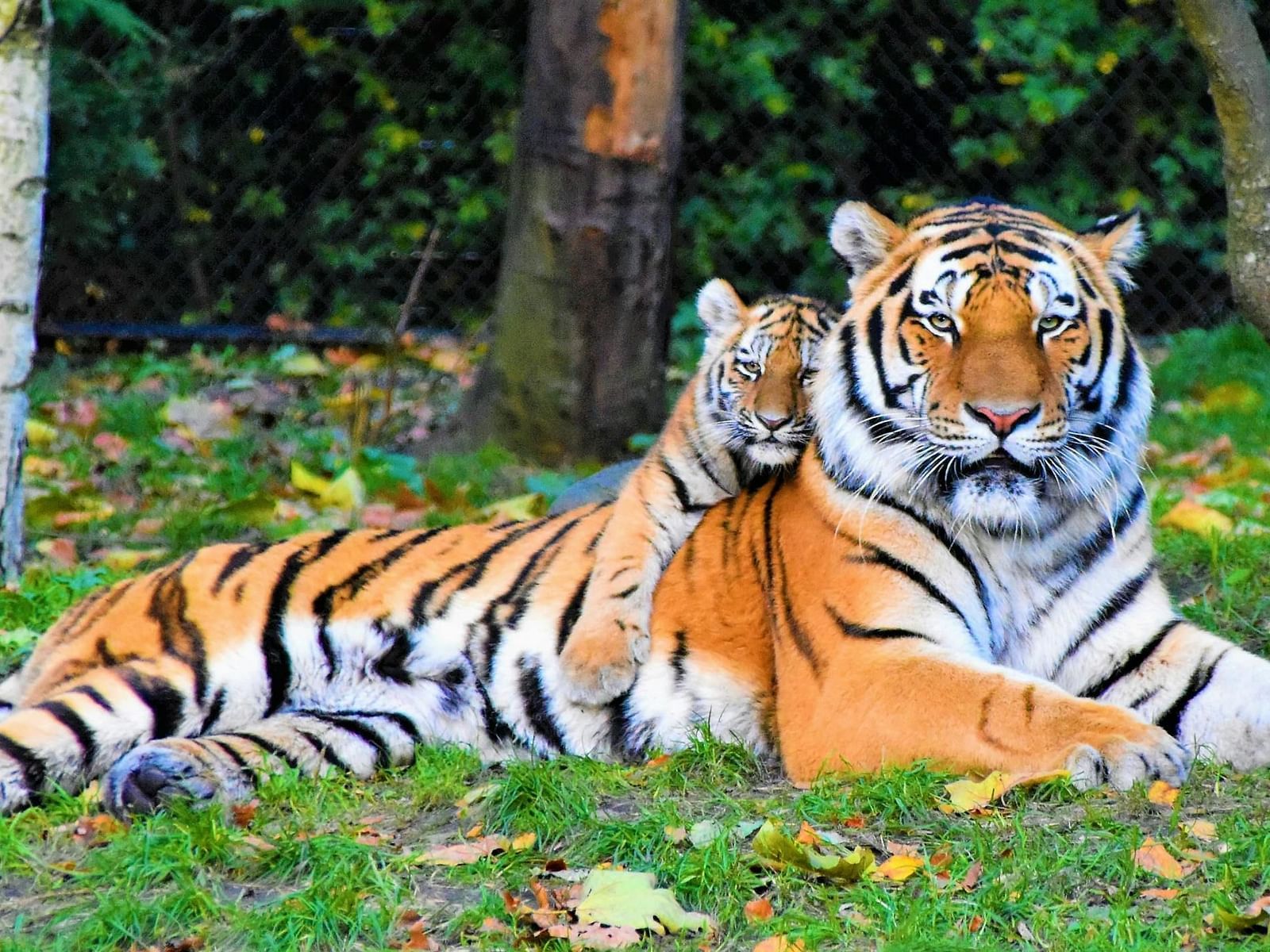 Image of a tiger and a cub looking towards the viewer.