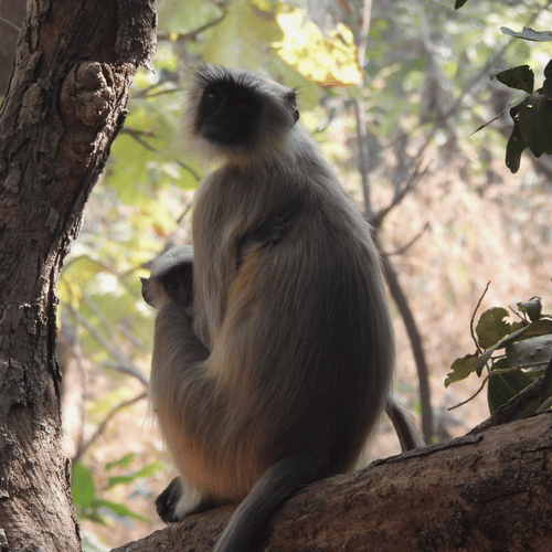 Wild monkey seated against a tree trunk, looking off into the distance with a relaxed posture.