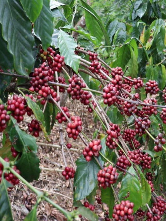Close-up of red coffee cherries growing amongst green leaves on a coffee plant - BluSalzz Collection - Tranquil Resort, Wayanad
