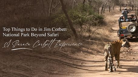 Top Things to Do in Jim Corbett National Park Beyond Safari A Saraca Corbett Experience