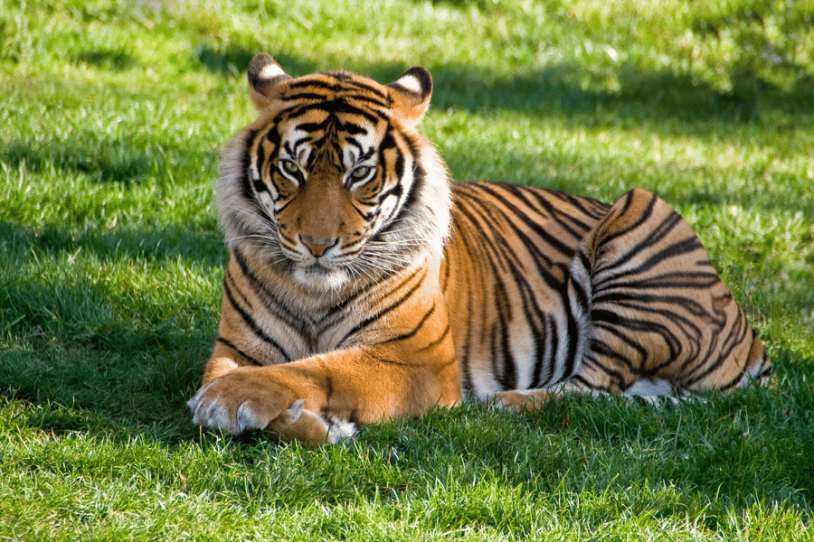 A Bengal tiger resting calmly on green grass, looking directly toward the camera.