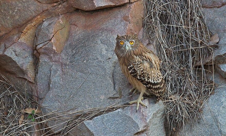Brown Fish Owl in Hampi,