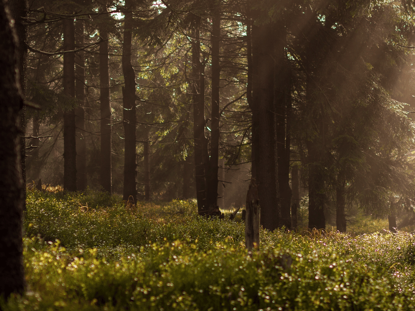 An overview of a forest with large trees trunks in view and sun's rays hitting the grass.