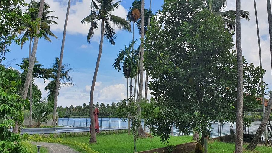 A landscape with palm trees and other tropical vegetation along the edge of a body of water.