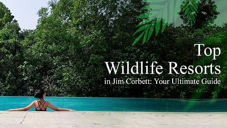 A woman unwinding in an infinity pool overlooking a lush forest canopy at a top wildlife resort in Jim Corbett.