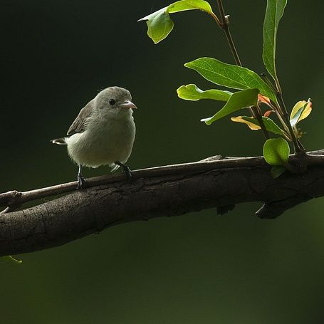 Pale-billed-Flowerpecker