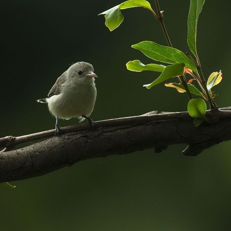 Pale-billed Flowerpecker on a branch with green leaves.