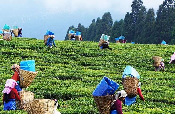happy valley tea estate Summit Yashshree Suites and Spa Darjeeling hdiqfp wcjsoa nz52p3