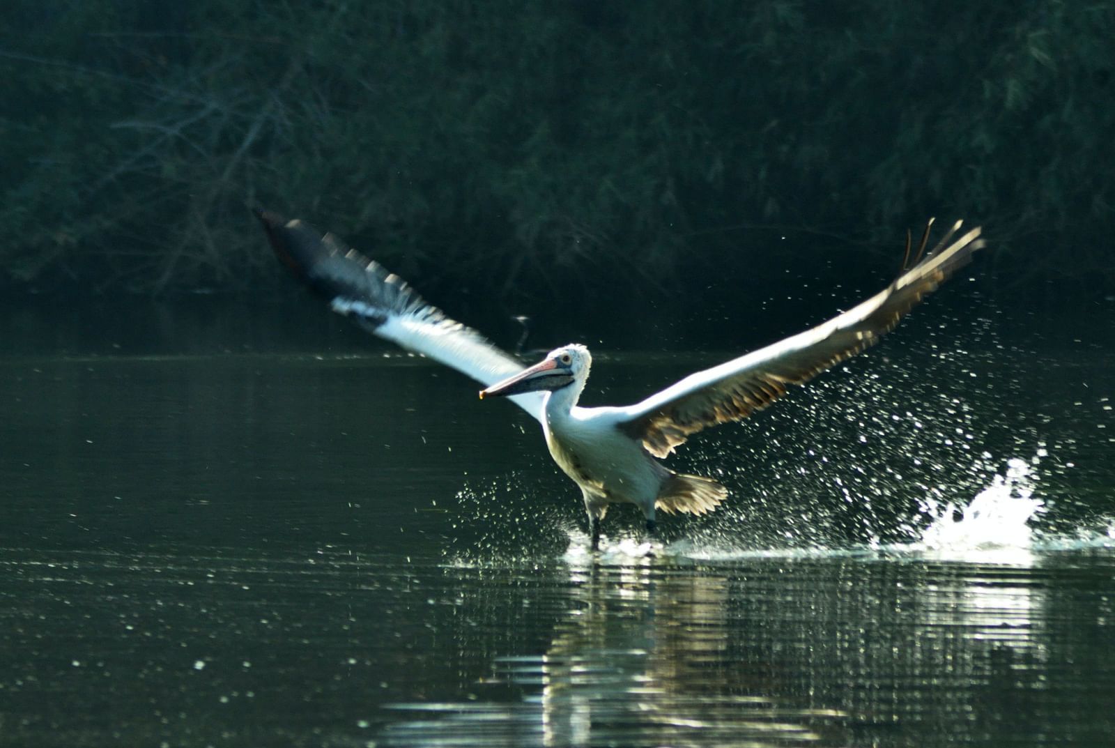 A stork diving into the water to catch a fish