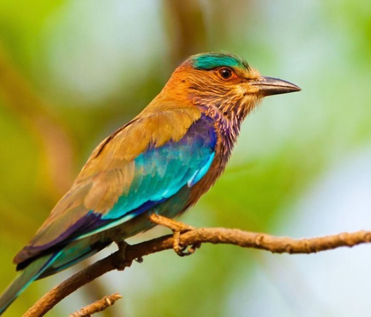 A vibrant blue-winged bird perched on a tree branch against blurred greenery - Polo Resort Cherrapunjee