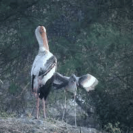 Keoladeo Bird Sanctuary - Umaid Palace Hotel Kalakho Dausa Rajasthan