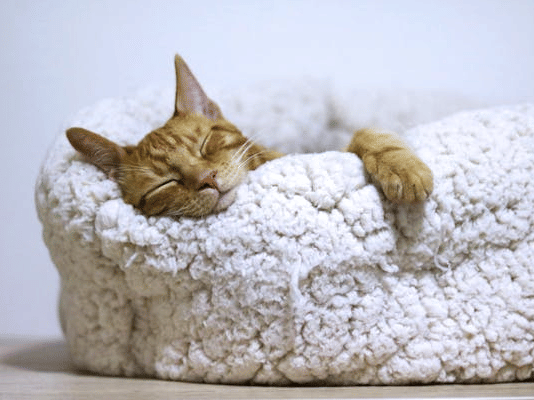 A cat is peacefully sleeping inside a soft, textured pet bed.