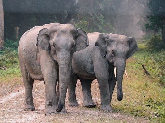 Two elephants, one larger and one smaller with tusks, stand on a dirt path in a natural environment.