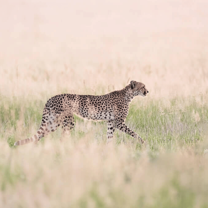 The Central Kalahari Game Reserve’s Cheetahs: Speed on the Salt Pans ...
