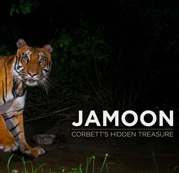 an image of a tiger looking at the camera, in the forest and captured in the night.