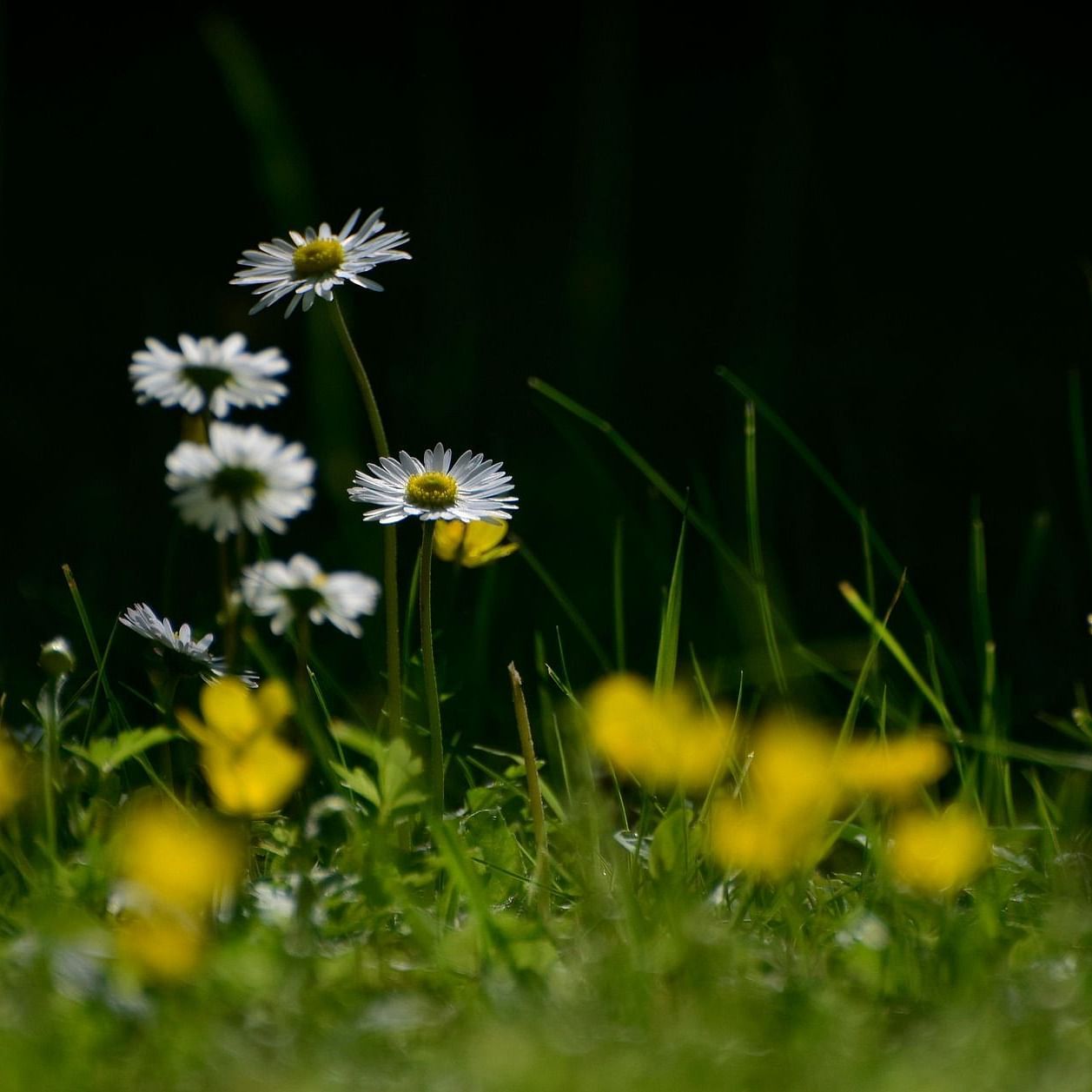A grass field with flowers 