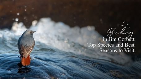 Birding in Jim Corbett Top Species and Best Seasons to Visit (1)