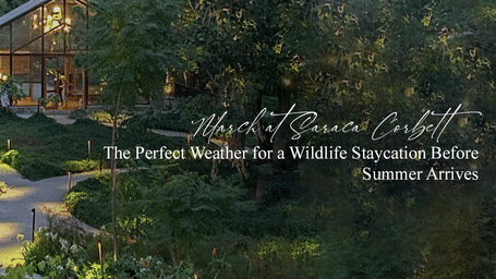 Aerial view of a forest resort in Corbett nestled amid dense greenery.