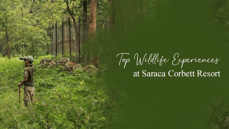 Jeep safari experience near Saraca Resort & Spa Corbett in Jim Corbett National Park
