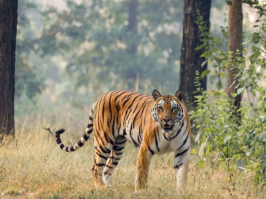 Bandipur