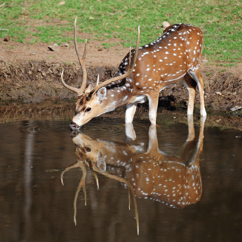 Sariska National Park at Umaid Palace Hotel Kalakho Dausa Rajasthan