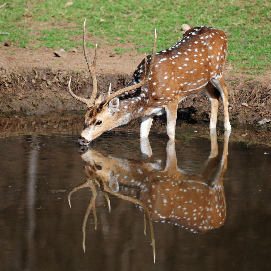 Sariska National Park at Umaid Palace Hotel Kalakho Dausa Rajasthan