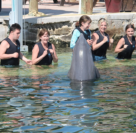 Dolphin interaction session with marine educator and guests; conservation experience at Casa Morada. (2)