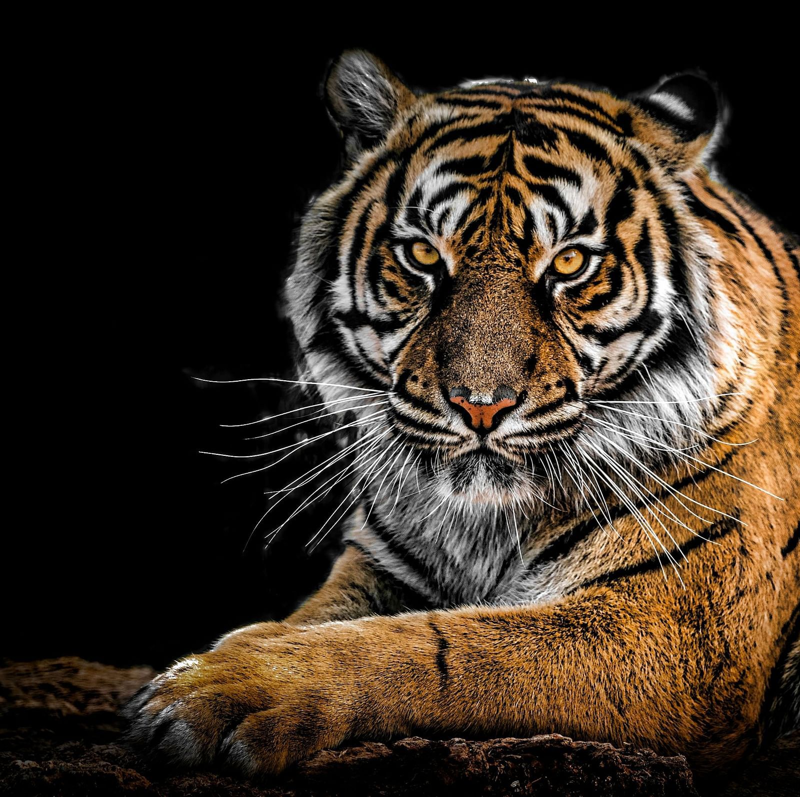 A tiger sitting and staring at the camera. 