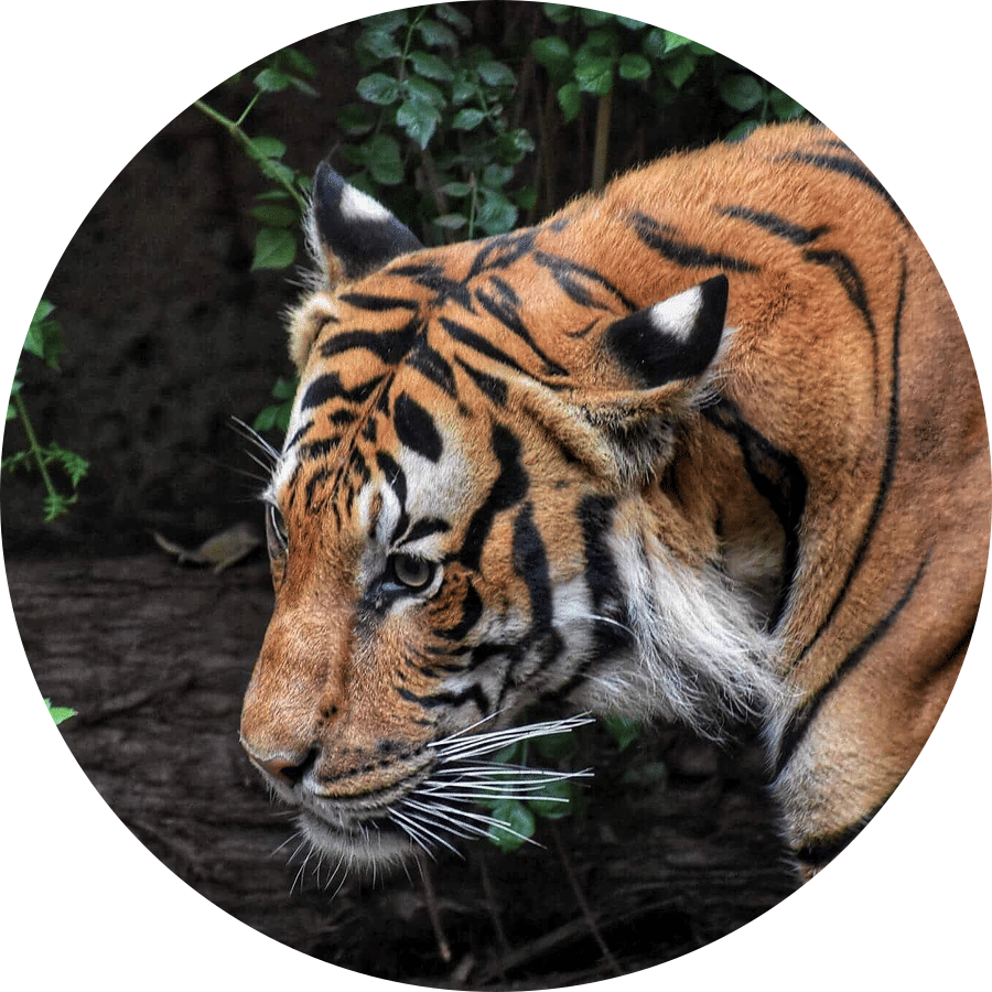 a tiger walking
