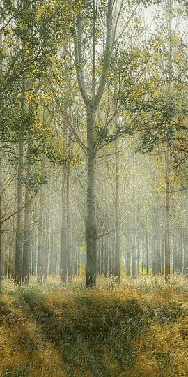 trees in the morning sun 