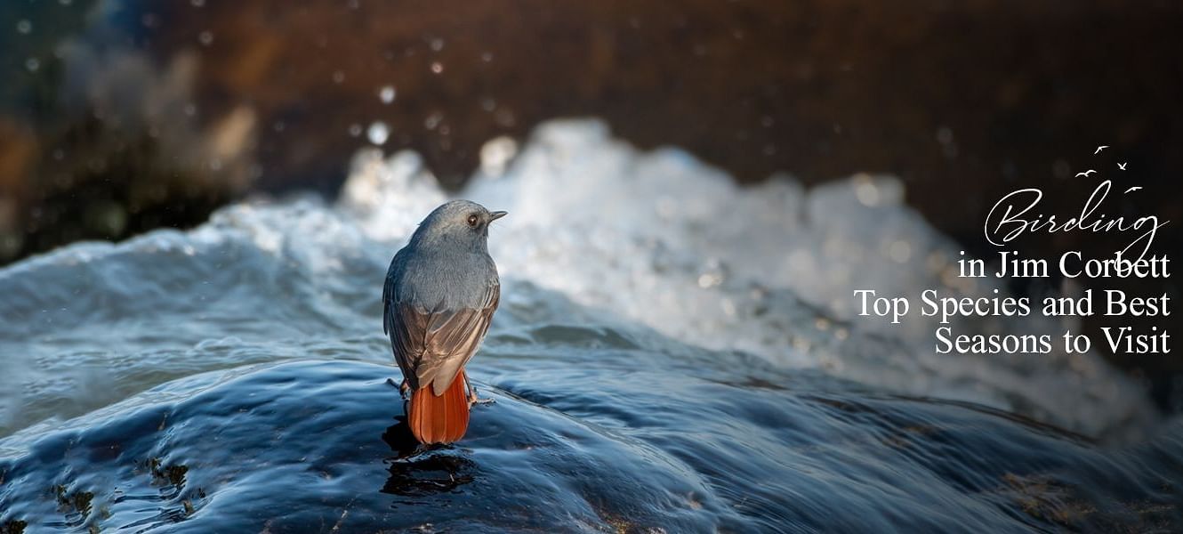 Birding in Jim Corbett Top Species and Best Seasons to Visit (1)
