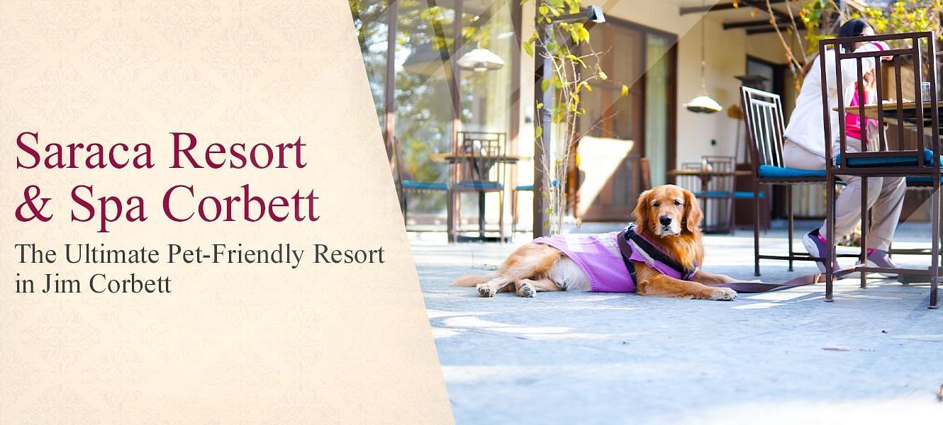 Golden retriever in a purple vest lies beside an outdoor dining table at Saraca Resort & Spa Corbett, with a guest seated nearby in a relaxed setting.