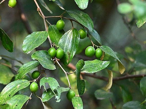 A close-up image of Ziziphus Mauritiana (Indian Jujube or Ber)
