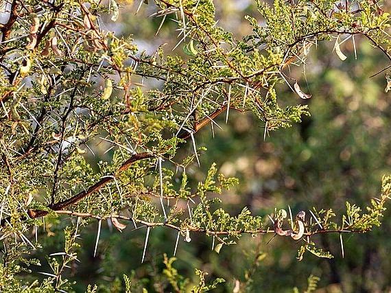 A close-up image of  Acacia Leucophloea with thorns on it, (False Babool)