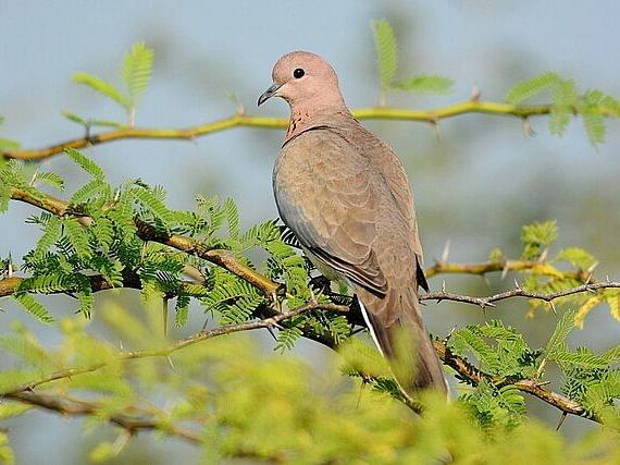 A close-up picture of  laughing dove resting on a plant with thorns on it, captured in the day time