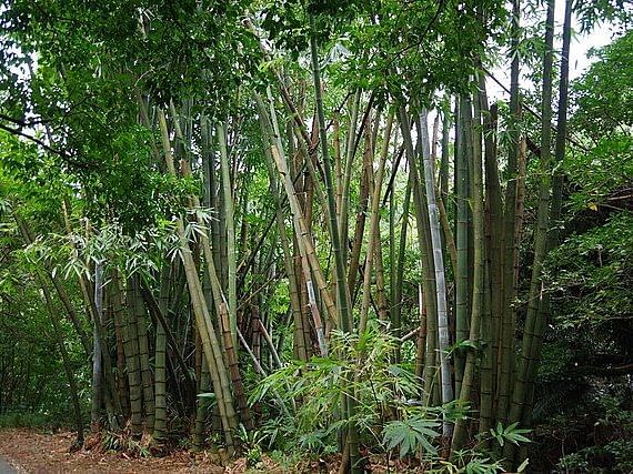 A picture featuring a line of Dendrocalamus Strictus (Calcutta Bamboo)
