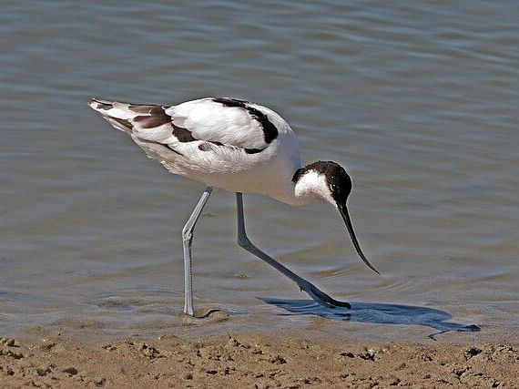 A picture featuring pied avocet near the water body looking down