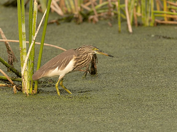 A picture of a Pond heron bird standing on a muddy ground with a few plants on it