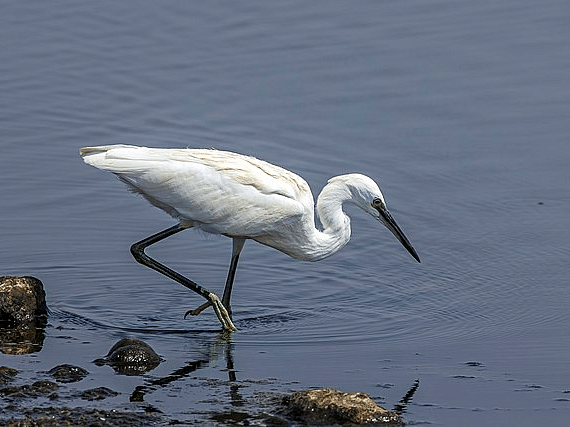 A picture of little egret stepping into the water