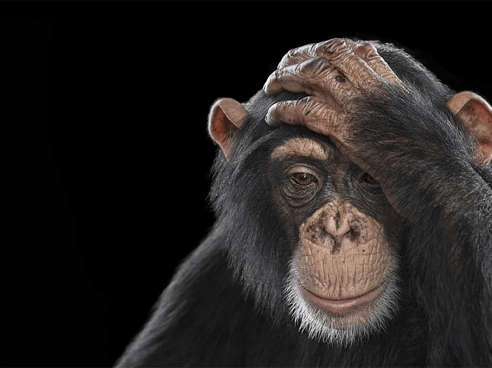 An image of a chimpanzee with its left hand on its head.