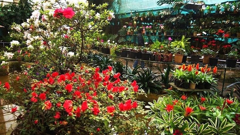 flower exhibition centre sikkim ed47f967