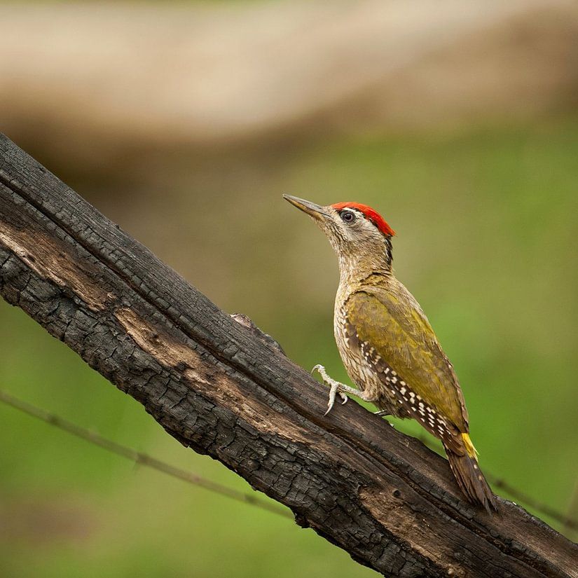 Birding Haven2
