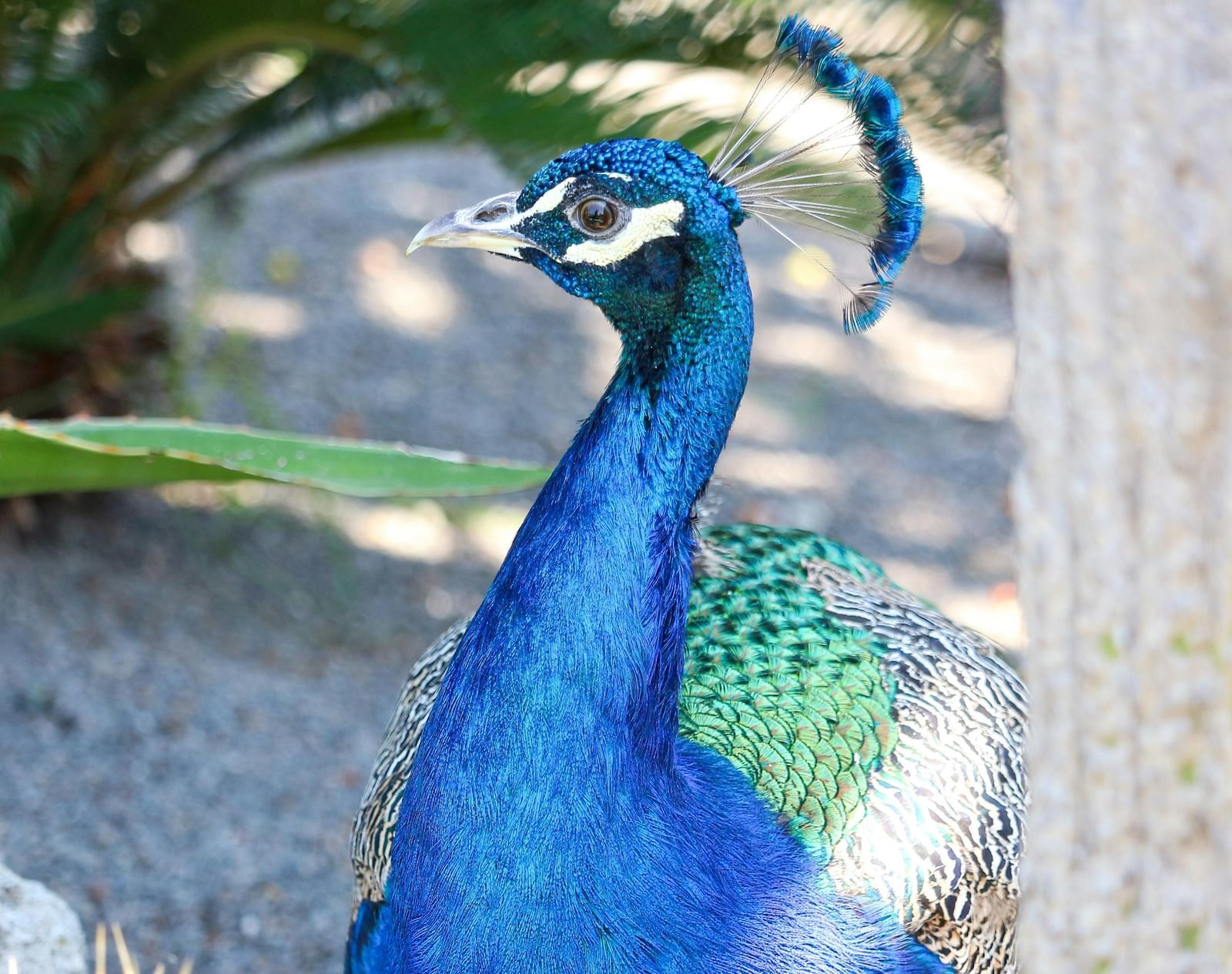 A vibrant blue peacock with detailed feathers is captured in a close-up shot.