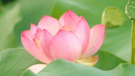 Pink lotus flower blooming in a water garden at Karma Chalets.