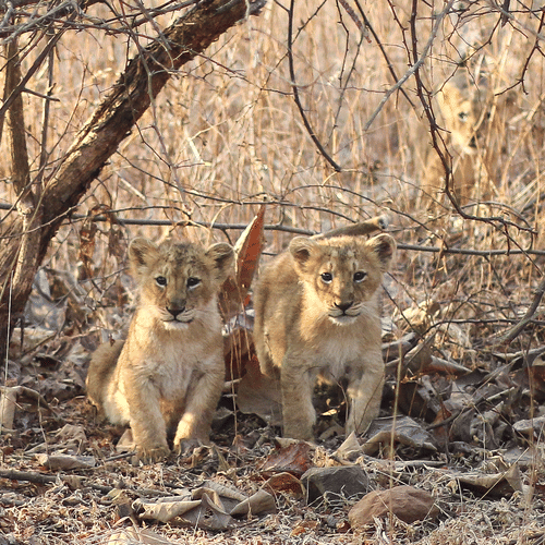 This Month in Wildlife Sightings Feb2022, Aramness 12