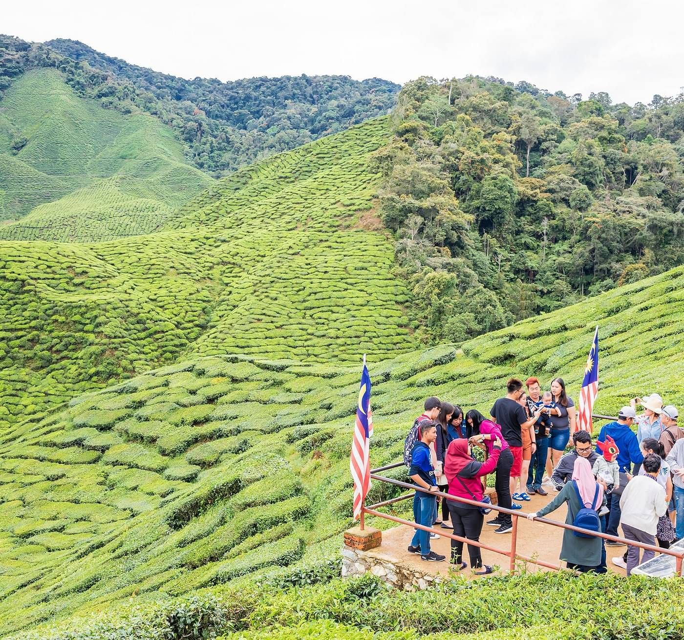 Happy Valley Tea Estate seng7w