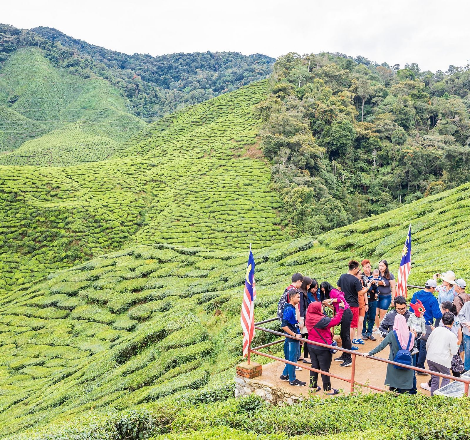 Happy Valley Tea Estate seng7w